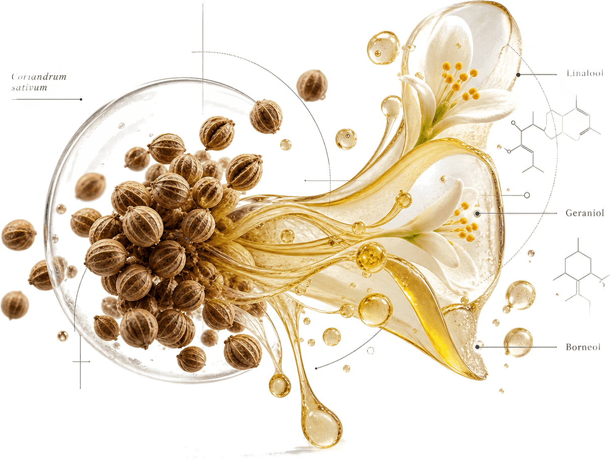 Coriander seeds in a glass sphere streaming golden oil into white blossoms, annotated with linalool, geraniol and borneol.