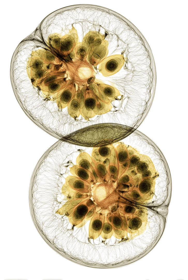 Passion fruit, split